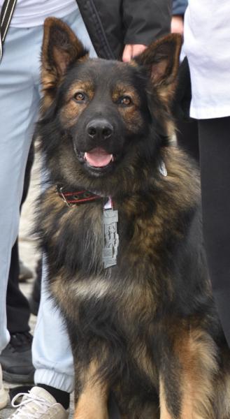 Pobiegli Tropem Wilczym w Udaninie