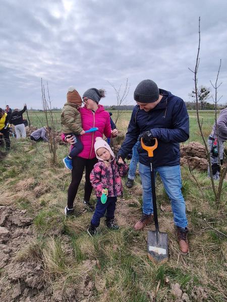 Nowe nasadzenia wzdłuż DK94