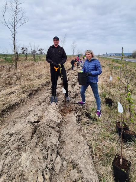 Nowe nasadzenia wzdłuż DK94