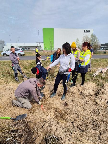 Nowe nasadzenia wzdłuż DK94