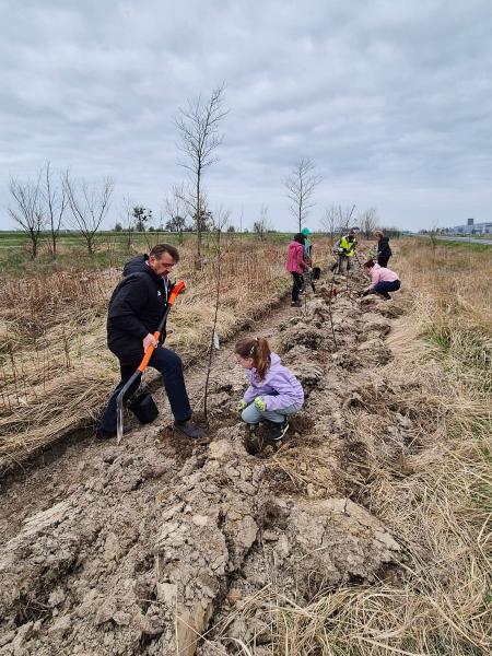 Nowe nasadzenia wzdłuż DK94