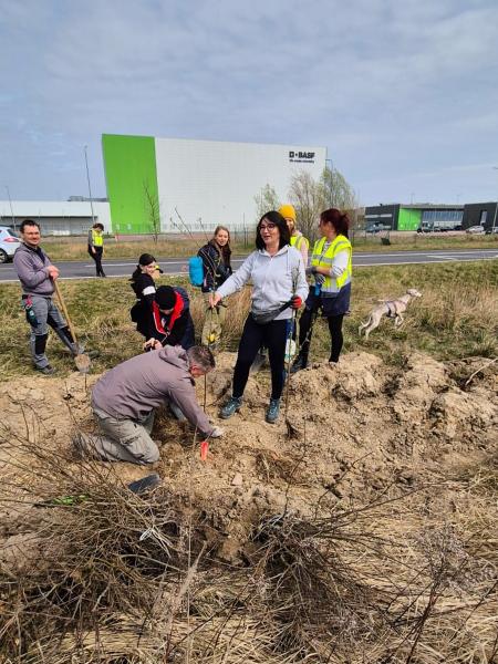 Nowe nasadzenia wzdłuż DK94