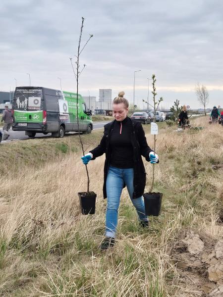 Nowe nasadzenia wzdłuż DK94