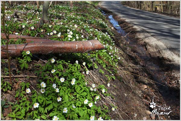 39. Rajd Świdnicki-KRAUSE