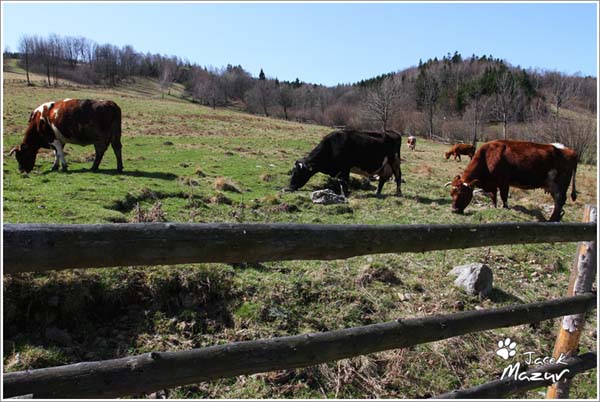 39. Rajd Świdnicki-KRAUSE