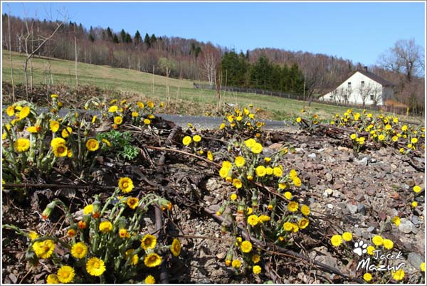 39. Rajd Świdnicki-KRAUSE