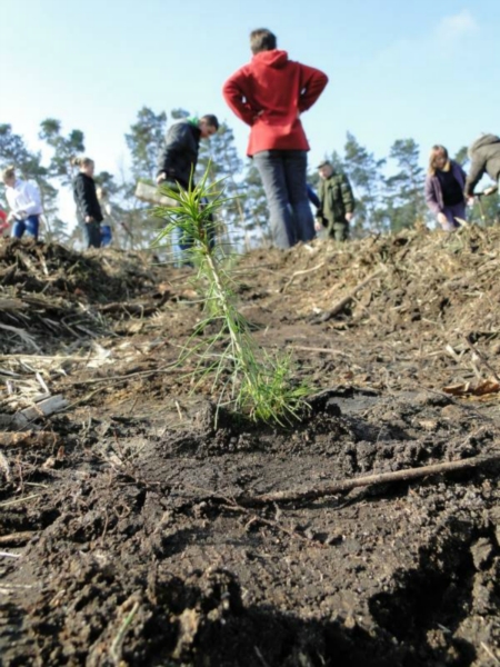 Sadzenie lasu na terenie Leśnictwa Mrozów - kwiecień 2012