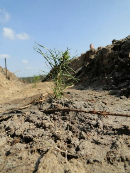 Sadzenie lasu na terenie Leśnictwa Mrozów - kwiecień 2012