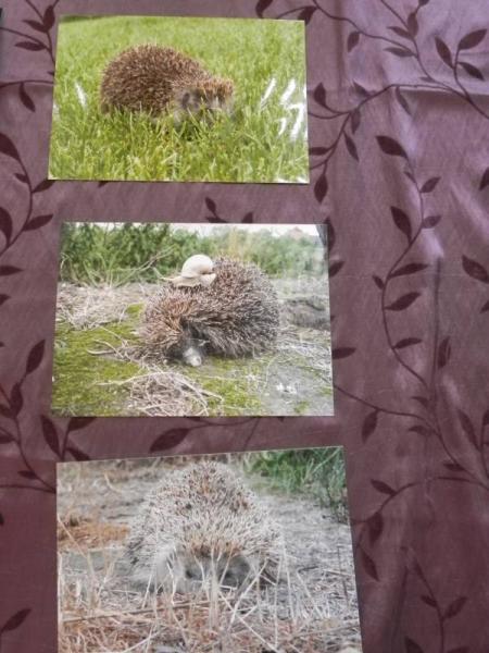 „X konkurs fotograficzny" - Środa Śląska 2010