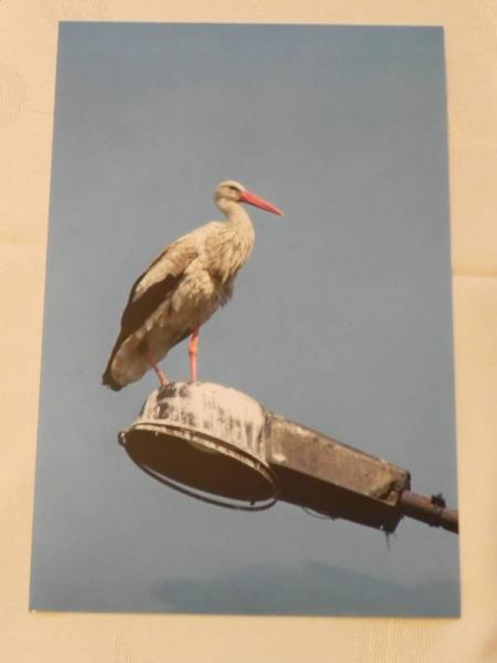 „X konkurs fotograficzny" - Środa Śląska 2010