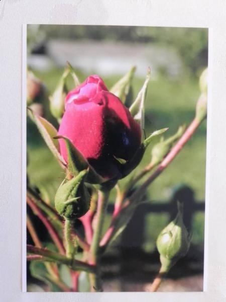 „X konkurs fotograficzny" - Środa Śląska 2010