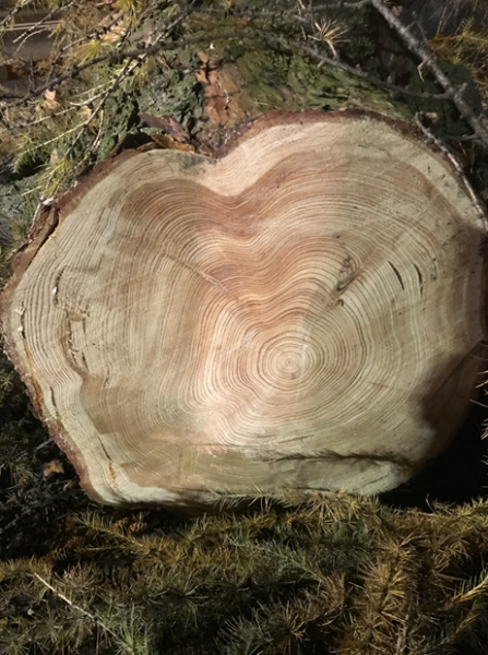 Ścięte drzewo w Środzie Śląskiej przy skrzyżowaniu z ul. Wrocławską