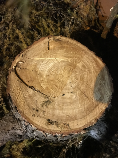 Ścięte drzewo w Środzie Śląskiej przy skrzyżowaniu z ul. Wrocławską