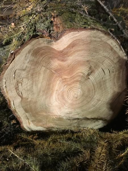 Ścięte drzewo w Środzie Śląskiej przy skrzyżowaniu z ul. Wrocławską