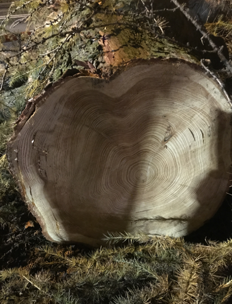 Ścięte drzewo w Środzie Śląskiej przy skrzyżowaniu z ul. Wrocławską