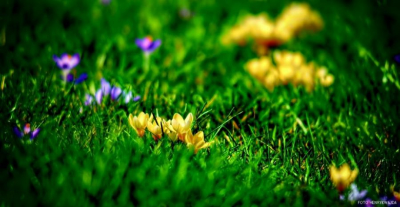 Fotografia Henryk Wajda