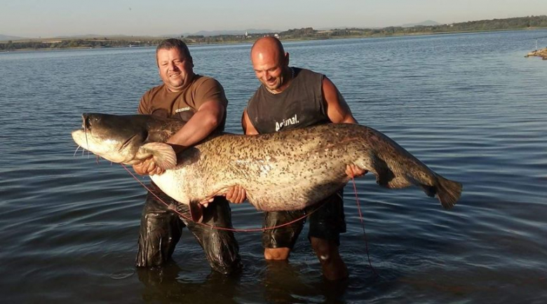 Wędkarze z Wilczkowa złowili suma giganta