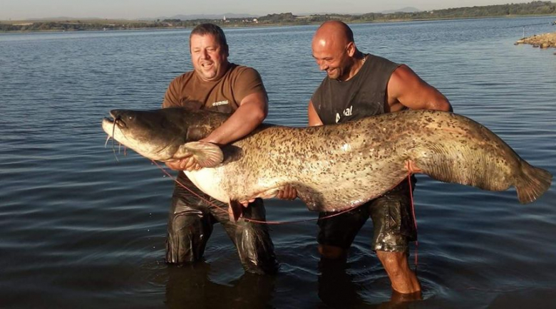 Wędkarze z Wilczkowa złowili suma giganta