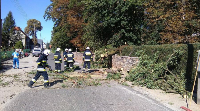 Powalone drzewo w Damianowie