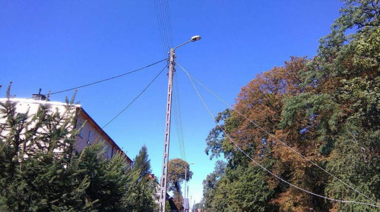 Powalone drzewo w Damianowie