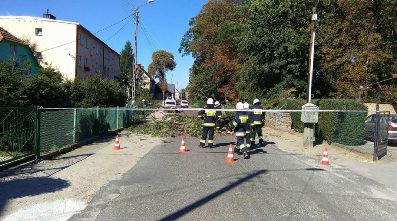 Powalone drzewo w Damianowie