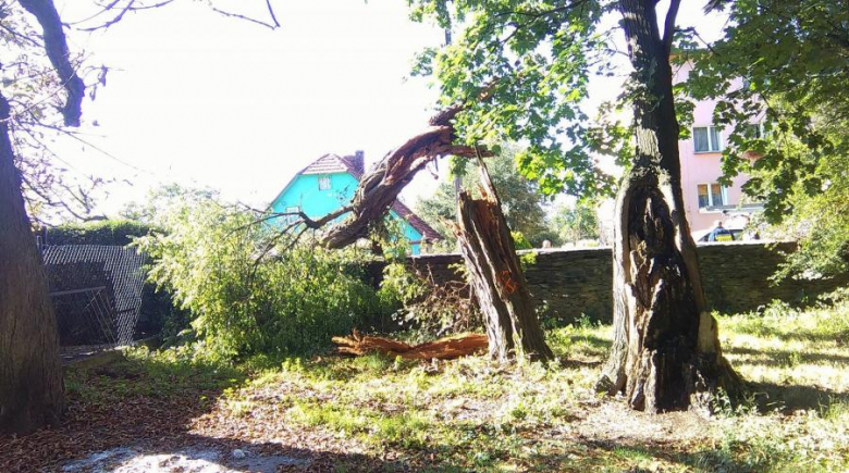 Powalone drzewo w Damianowie