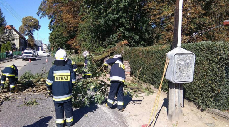 Powalone drzewo w Damianowie