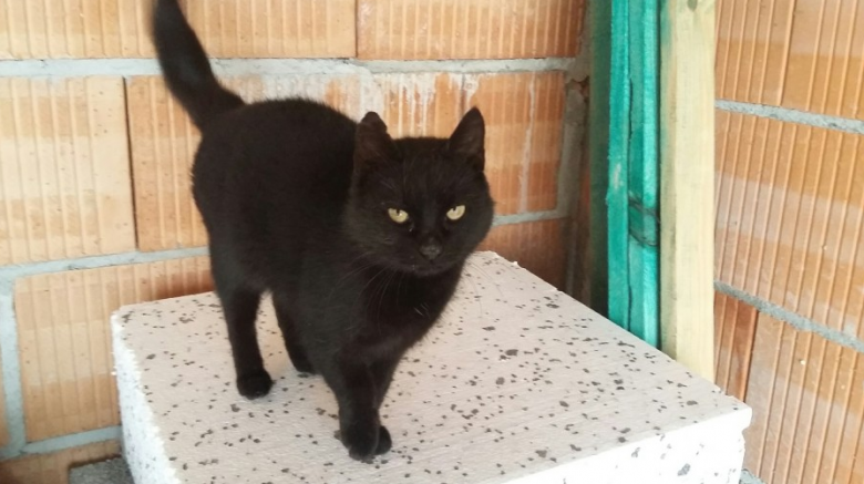 Znalezione zwierzęta