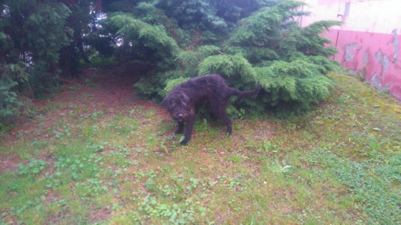 Pies wpadł do basenu