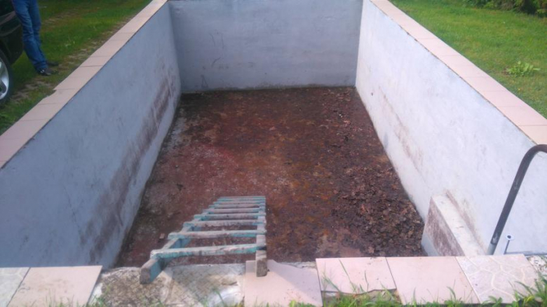 Pies wpadł do basenu