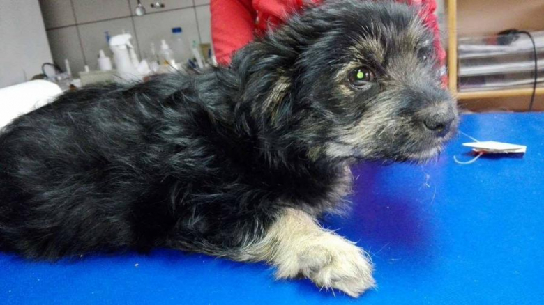 4-miesięczna suczka