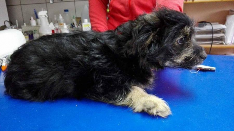 4-miesięczna suczka