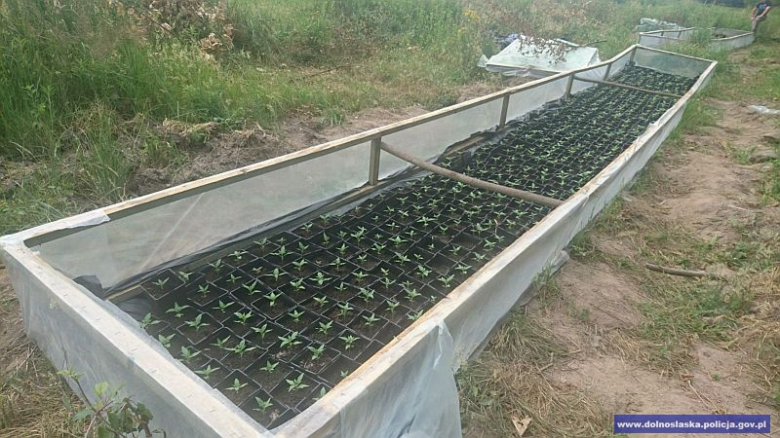 Odkryta plantacja marihuany