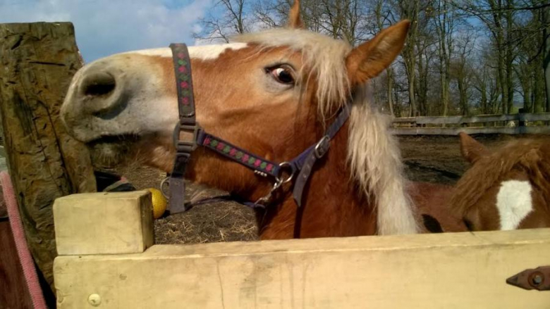 Adopcja konia Walentego