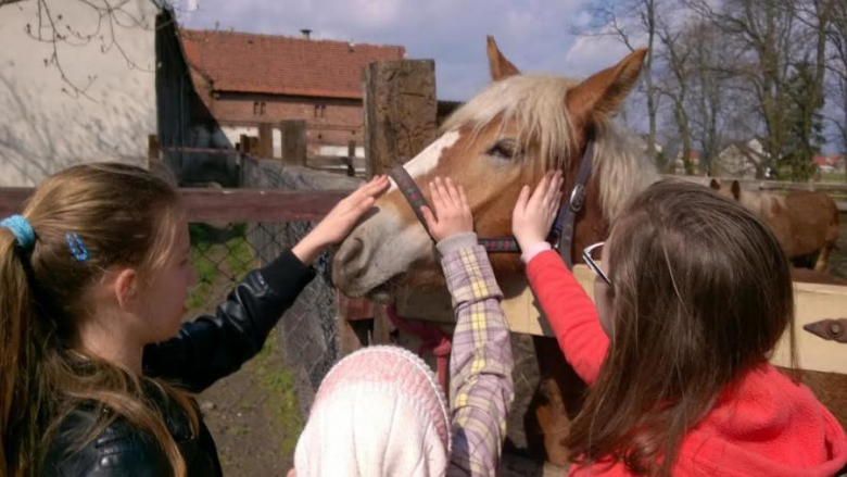 Adopcja konia Walentego