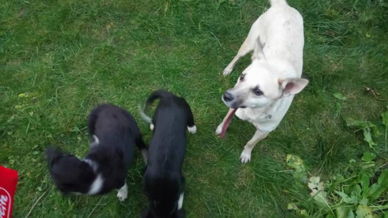 Znalezione szczeniaki