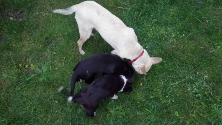 Znalezione szczeniaki