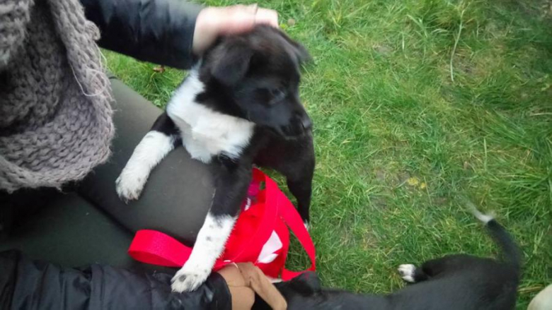 Znalezione szczeniaki