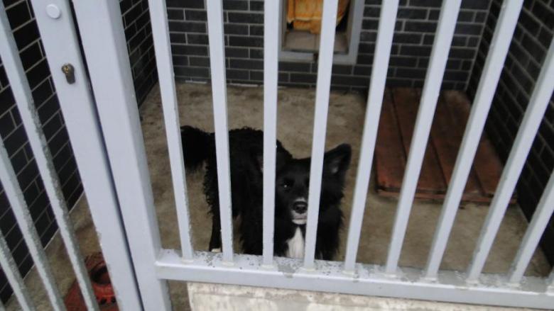 Akcja uczniów z PZSP nr 2 w Środzie Śląskiej