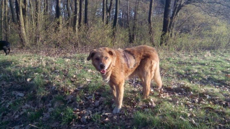 Znaleziona suczka w Środzie Śląskiej