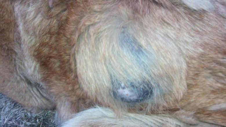 Znaleziona suczka w Środzie Śląskiej