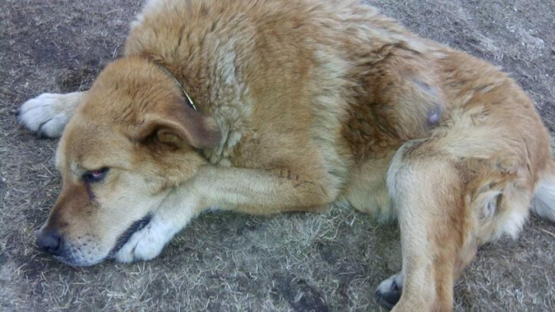 Znaleziona suczka w Środzie Śląskiej