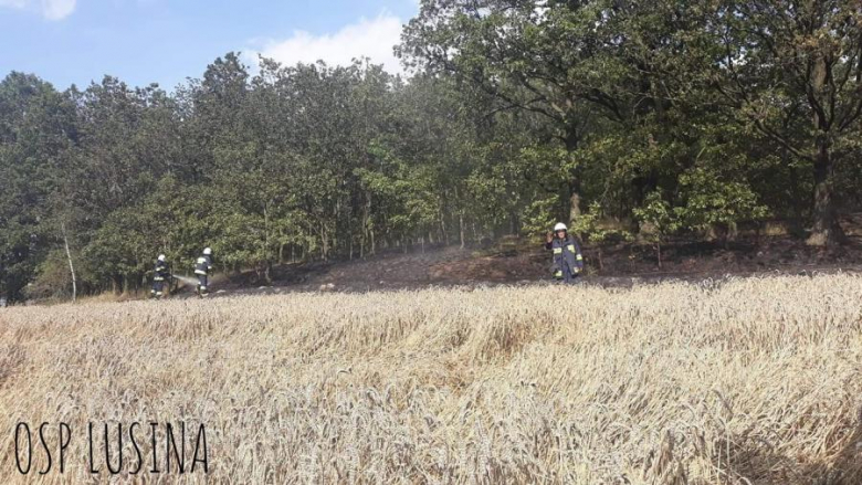 Pożar lasu i pola w Konarach