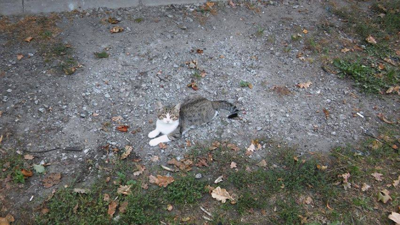 Kotki szukają nowego domu