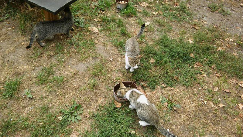 Kotki szukają nowego domu