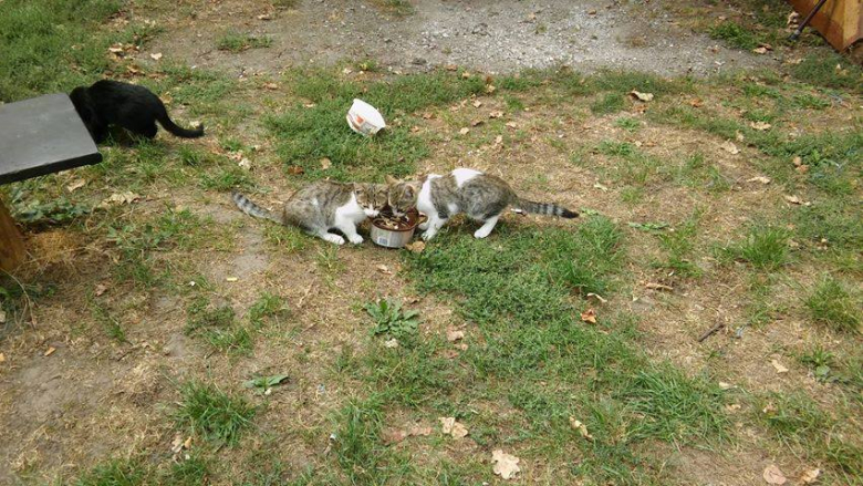 Kotki szukają nowego domu