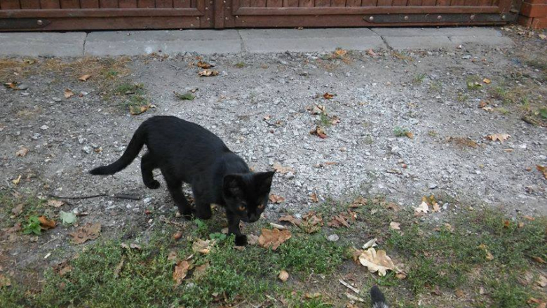 Kotki szukają nowego domu