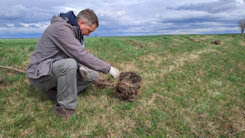 50 nowych drzew posadzonych