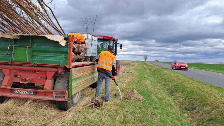 50 nowych drzew posadzonych