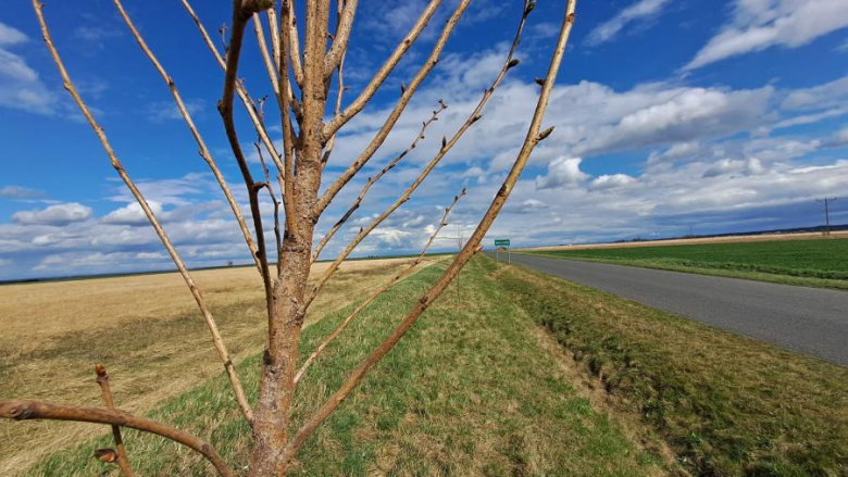 50 nowych drzew posadzonych